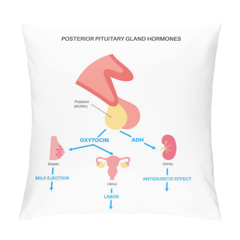 Personality  Pituitary Gland Hormones Pillow Covers