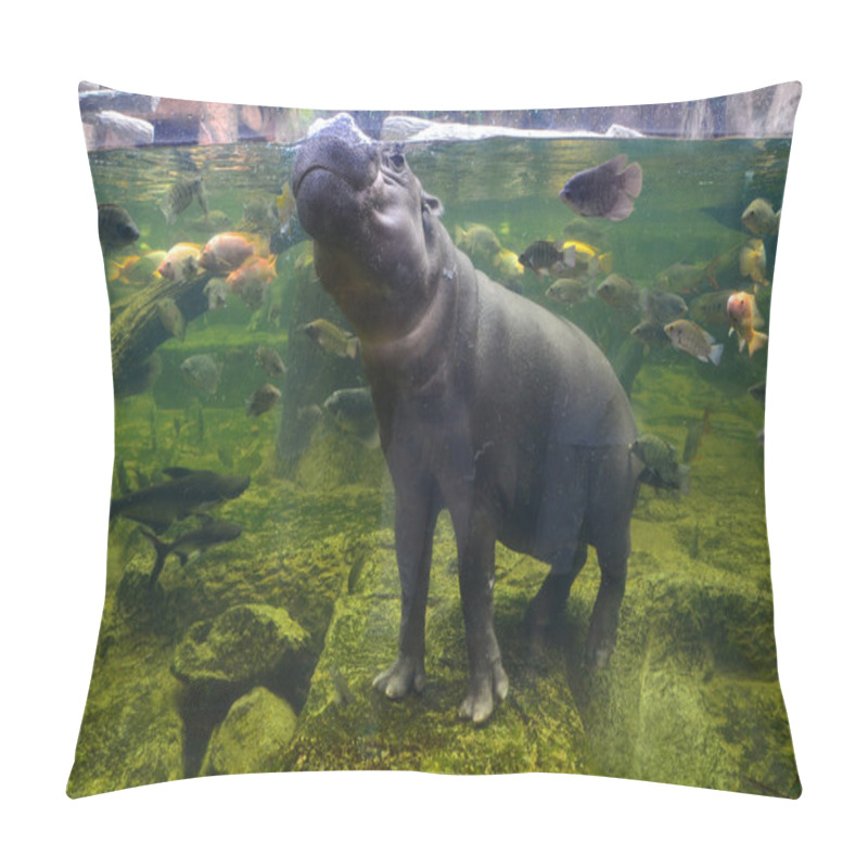 Personality  Hippo, Pygmy Hippopotamus Under Water Pillow Covers