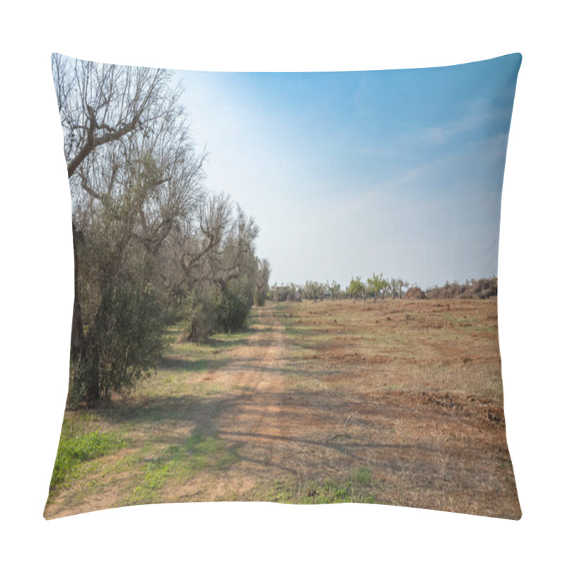 Personality  Dying And Dead And Diseased Mature Olive Trees Killed By Xylella Fastidiosa, A Deadly Bacteria Carried By Insects That Originated In  Costa Rica. Olive Trees Are Bulldozed And Then Burned. Lecce Province, Apulia, Italy. Pillow Covers