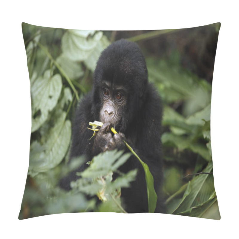 Personality  Baby Gorilla (Gorilla Beringei Beringei) Feeding. Bwindi Impenetrable National Park, Uganda Pillow Covers