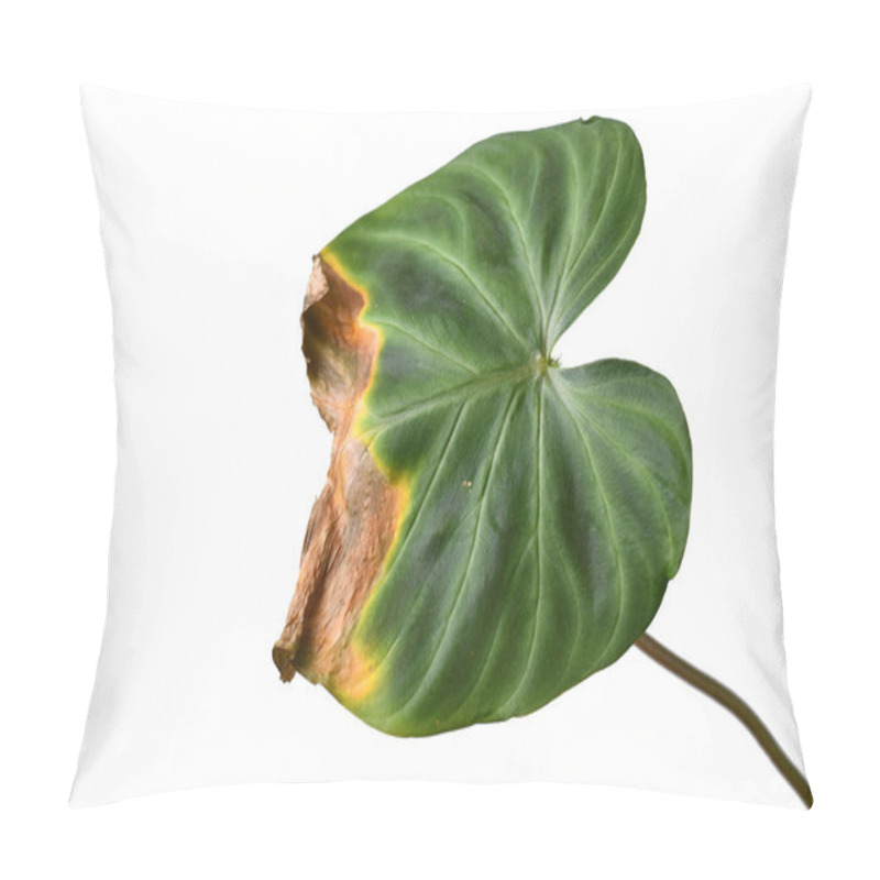 Personality  Sick Philodendron Houseplant Leaf With Dry Brown And Yellow Leaf Tips And Spots Pillow Covers