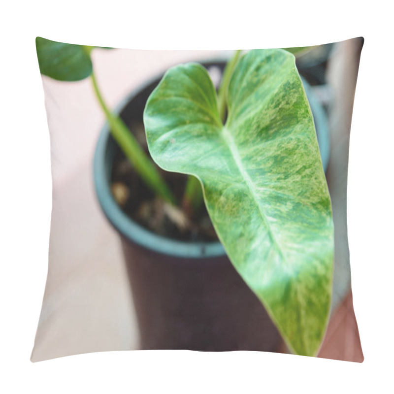 Personality  Closeup To Philodendron Giganteum Variegated Pillow Covers