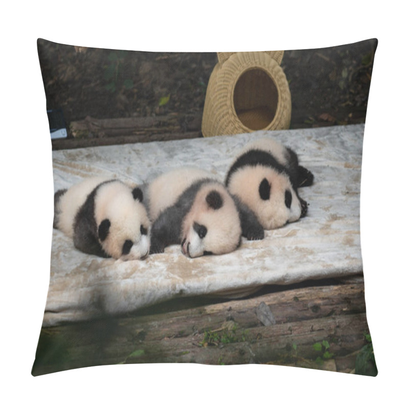 Personality  Super Cute Panda Babies Sleeping During The Day In Chengdu Panda Park China Pillow Covers