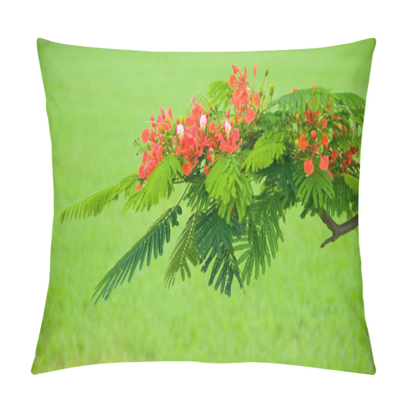 Personality   Flamboyant Tree Flowering Pillow Covers