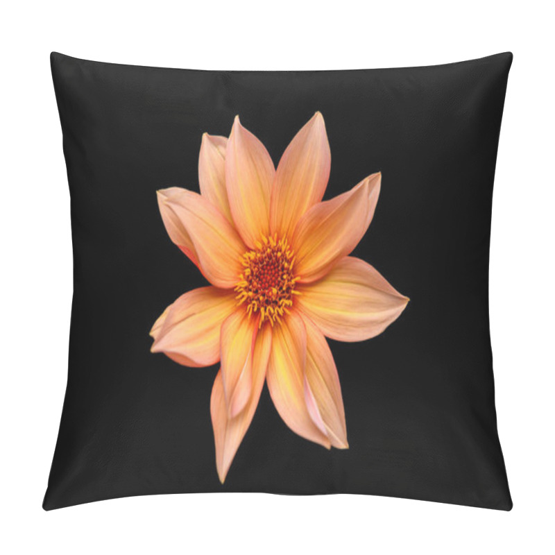 Personality  Studio Portrait Of A Beautiful Single Waltzing Matilda Dahlia Bloom, Isolated Over Black Background. Isolated Dahlia Flower. Pillow Covers