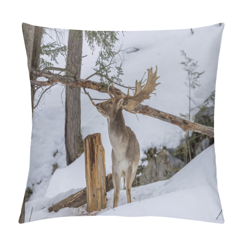 Personality  Fallow Deer In A Forest In The Wilderness Of Ontario, Canada At A Cold But Sunny Day In Winter. Pillow Covers