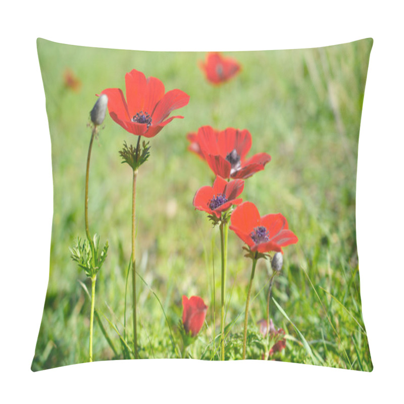 Personality  Wild Anemone (windflower) Flowers Blooming In The Israeli Winter Pillow Covers