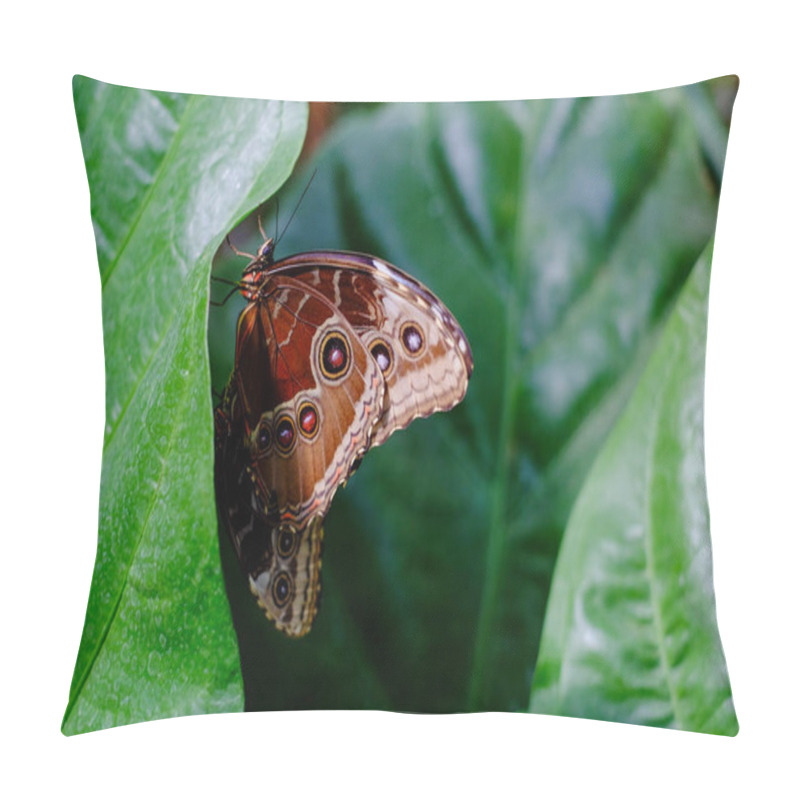 Personality  This Image Showcases A Butterfly Resting On A Verdant Leaf, With Its Wings Closed, Revealing The Eye-like Patterns That Serve As Camouflage. The Intricate Markings And Textures On The Butterflys Pillow Covers