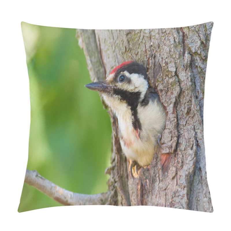 Personality  Great Spotted Woodpecker, Dendrocopos Major. A Chick Peeps Out Of The Hollow And Waits For The Parents To Bring Food. Pillow Covers