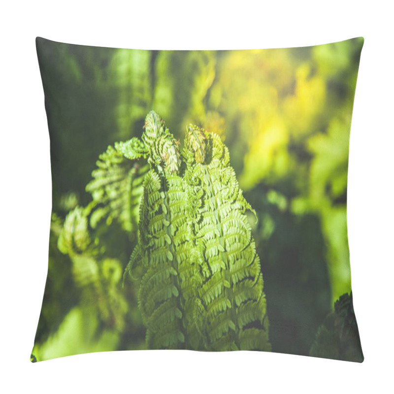 Personality  Close Up View Of Beautiful Green Fern And Sunlight Pillow Covers