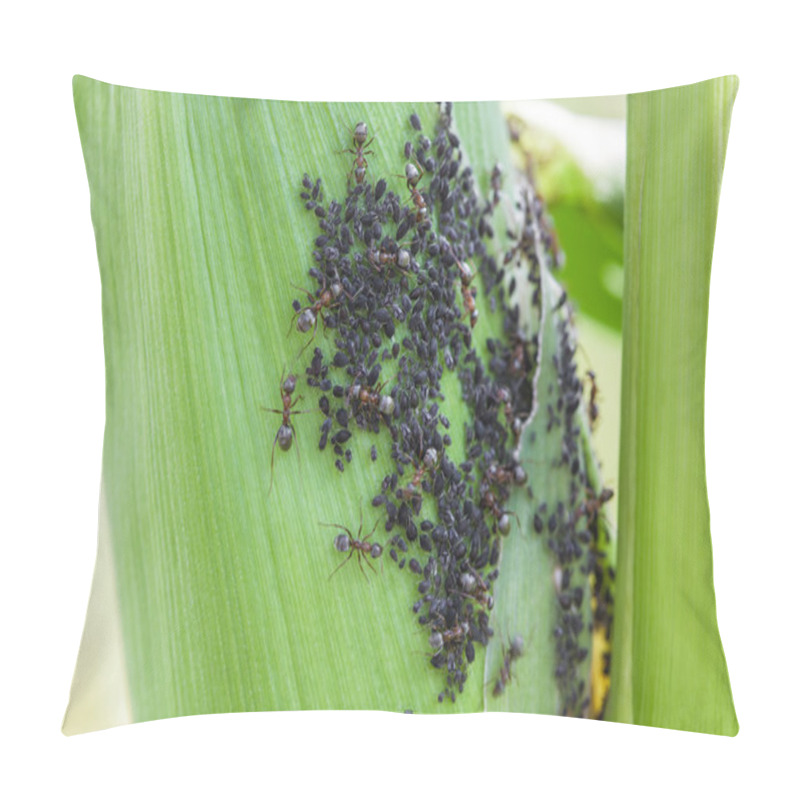 Personality  Aphids Feed On Sap Corn Pillow Covers