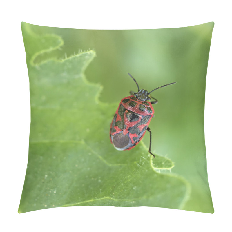 Personality  Ornate Shield Bug Closeup Pillow Covers