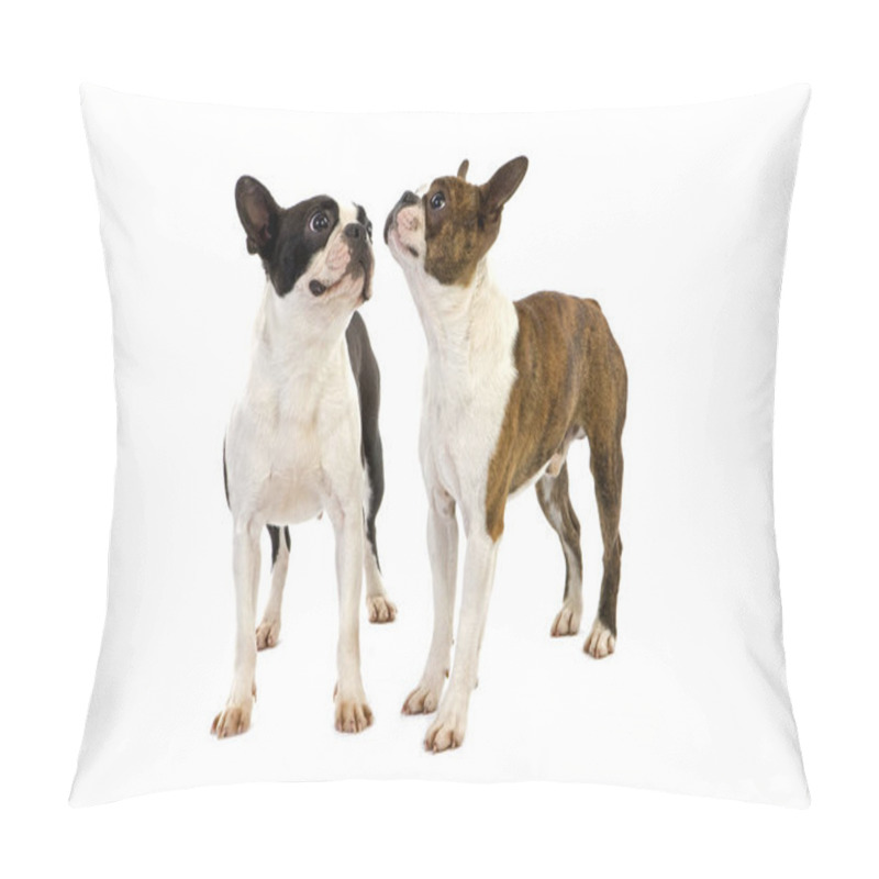 Personality  Boston Terrier Dog, Standing Against White Background      Pillow Covers