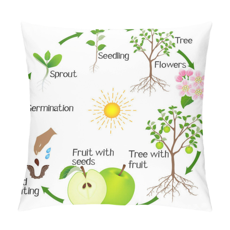 Personality  Apple Tree Life Cycle Isolated On White Background. Pillow Covers