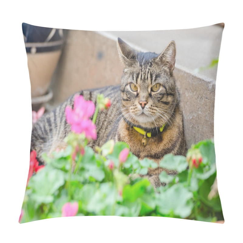 Personality  Grey Tabby Cat Lying In The Street On The Steps Of The House Por Pillow Covers