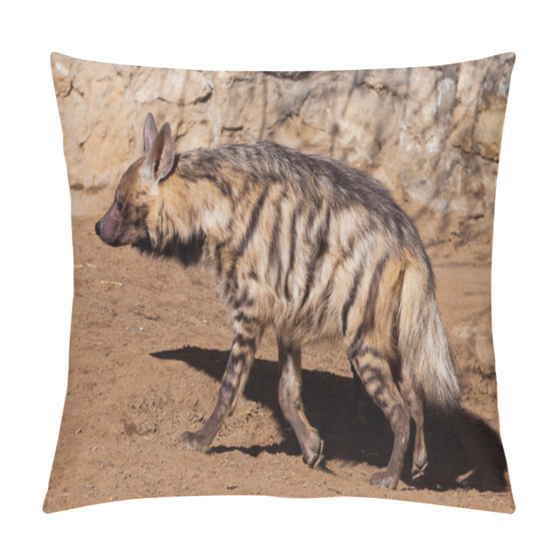 Personality  Goes Sideways.The Striped Hyena Walks Along The Sand Against The Pillow Covers