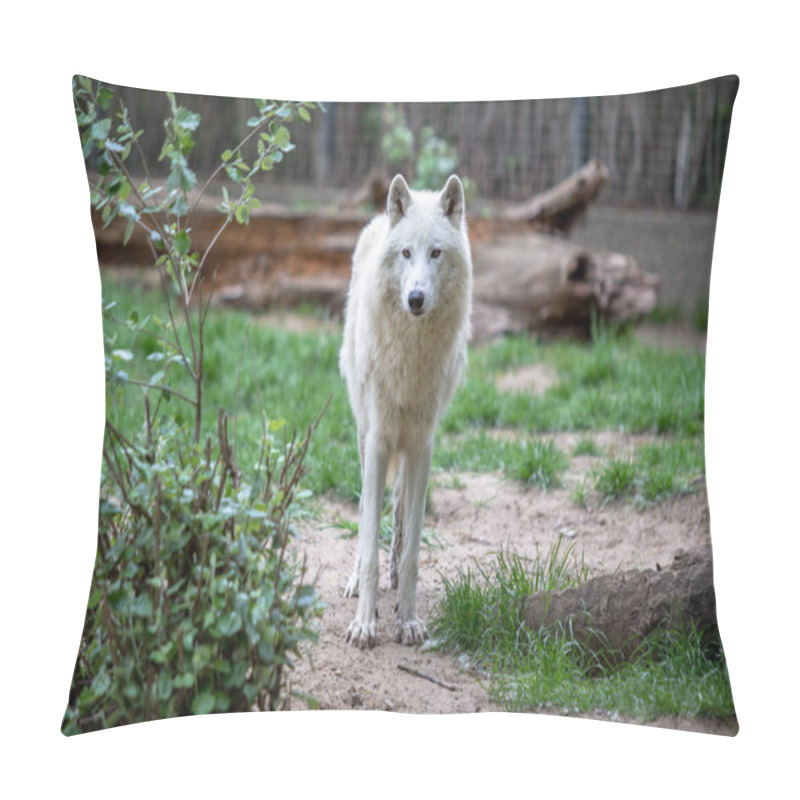 Personality  White Polar Wolf In Zoo Of Berlin Pillow Covers