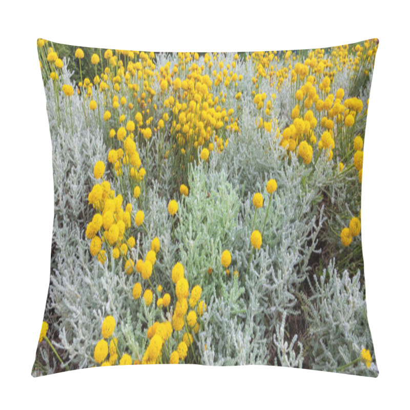 Personality  Santolina Chamaecyparissus, Traditional Wild Medicinal Plant With Yellow Flowers Pillow Covers