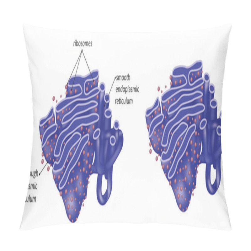 Personality  Illustration Of Endoplasmic Reticulum - Rough And Smooth Endoplasmic Reticulum. Pillow Covers