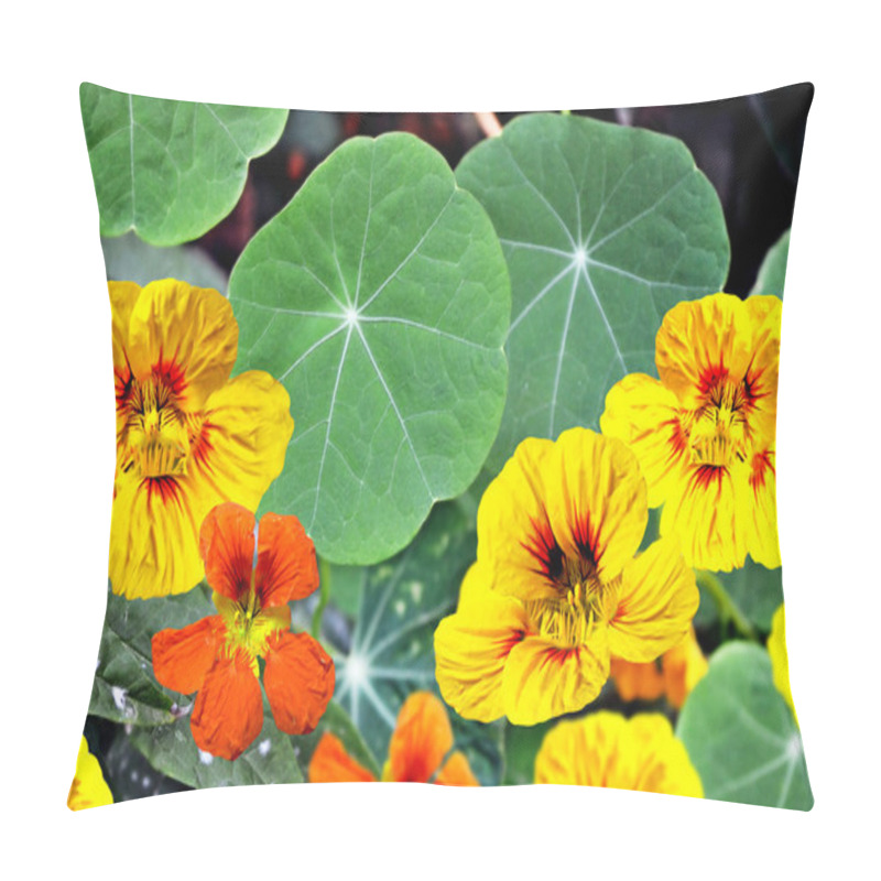 Personality  Nasturtium Flowers Pillow Covers