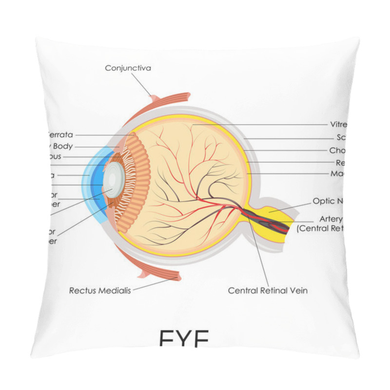 Personality  Human Eye Anatomy Pillow Covers