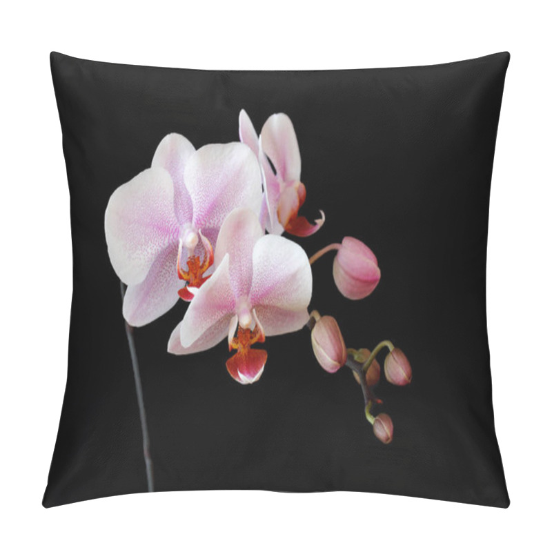 Personality  Close-up Of White-pink Orchid (Orchidaceae) Flower On The Black Background. Macro Photography Of Nature. Pillow Covers