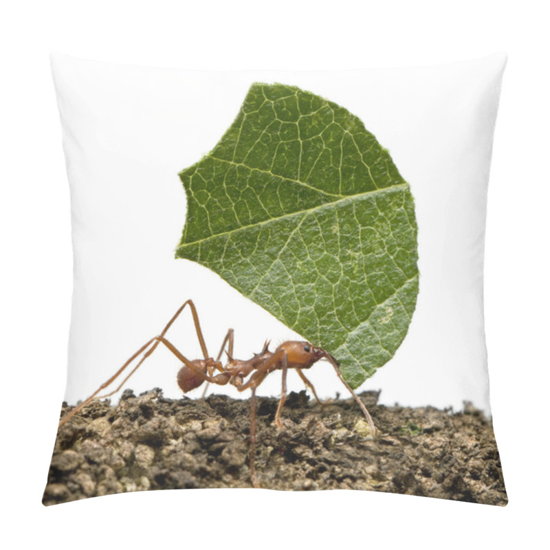 Personality  Leaf-cutter Ant, Acromyrmex Octospinosus, Carrying Leaf In Front Pillow Covers