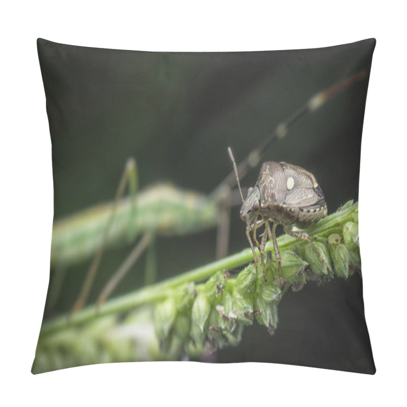 Personality  Small Brown Marmorated Stinky Bug Pillow Covers