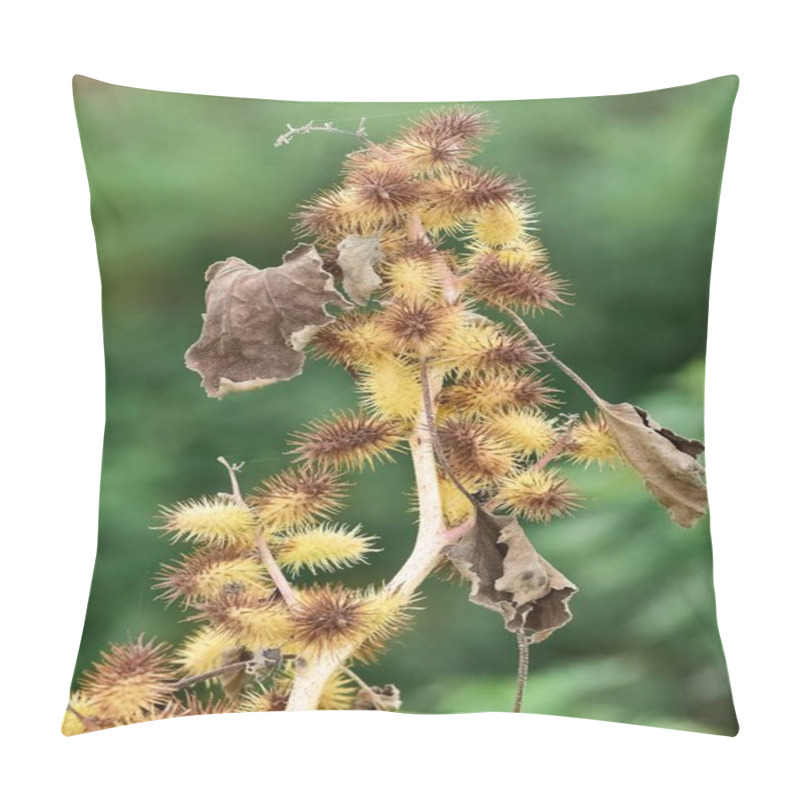 Personality  Photos Of Thorny Plants That Grow Spontaneously In Nature. Pillow Covers