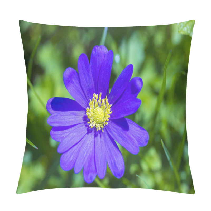 Personality  Anemone Blanda, Balkan Anemone, Grecian Windflower Or Winter Windflower Blooming. An Herbaceous Tuberous Perennial With Purple Blue Flowers Pillow Covers