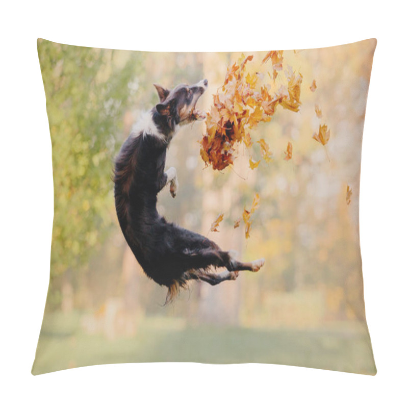 Personality  Border Collie Dog In Autumn. Autumn Concept. Autumn Leaves. Fall Season Pillow Covers