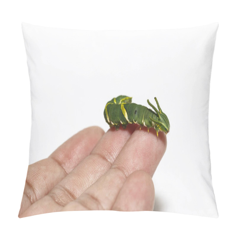 Personality  Caterpillar Of Common Nawab Butterfly ( Polyura Athamas ) In 5th Stage On Human Finger With White Background Pillow Covers