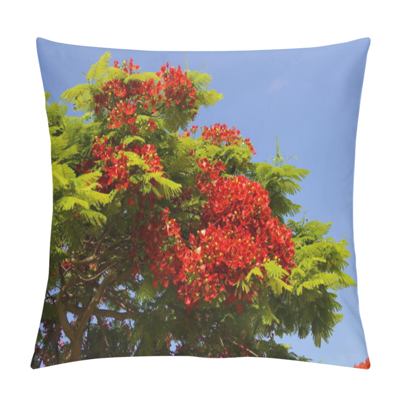 Personality  Flamboyant Arvore Tree. Royal Gulmohar In Bloom. Delonix Regia Flower. Panicle Royal Poinciana Tree And Flame Tree Or Peacock Blooming Red Tree In Park Pillow Covers