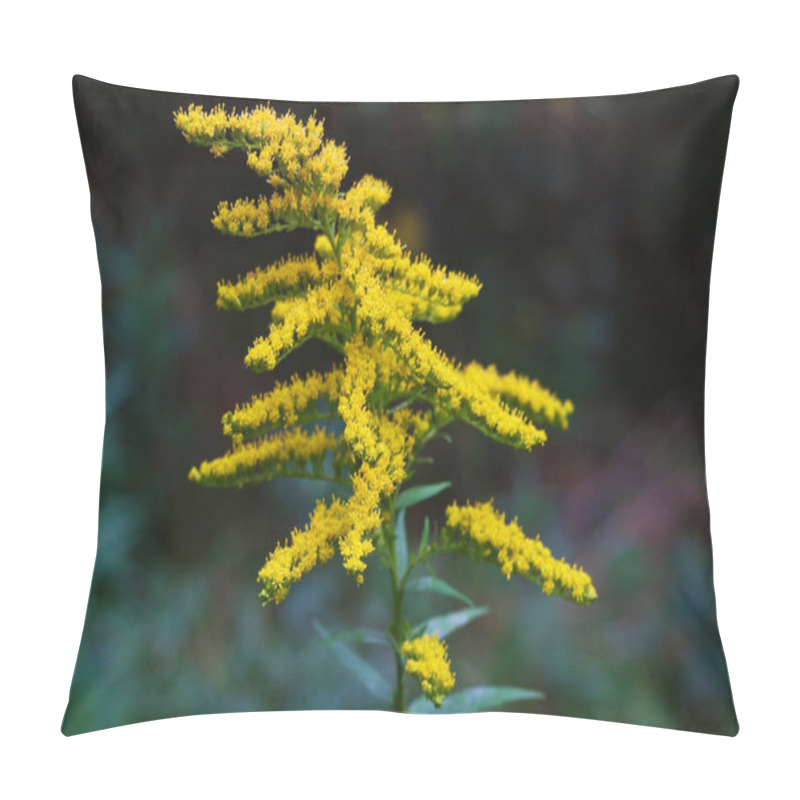 Personality  Solidago Gigantea - Goldenrod, Tall Goldenrod, Giant Goldenrod - Invasive Species Pillow Covers