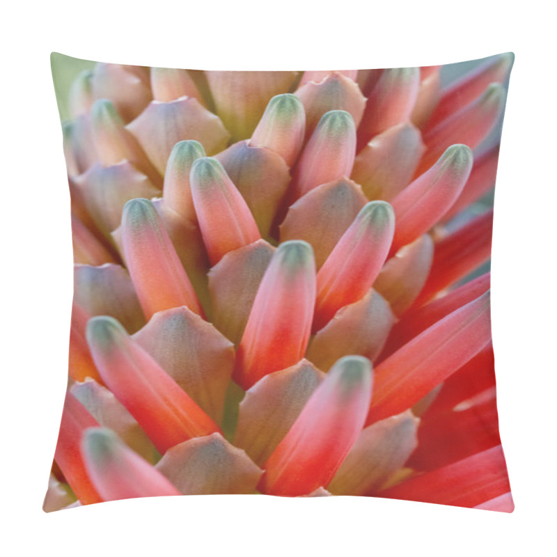 Personality  Beautiful Aloe Vera Flower Bud. Pillow Covers