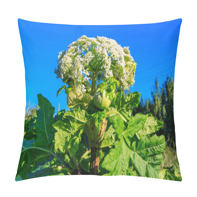 Personality  Sosnowsky's Hogweed (Heracleum Sosnowskyi)  Pillow Covers