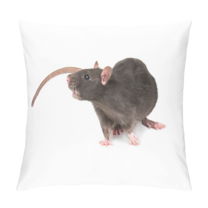 Personality  Beautiful Gray Rat Isolated On White Background Pillow Covers