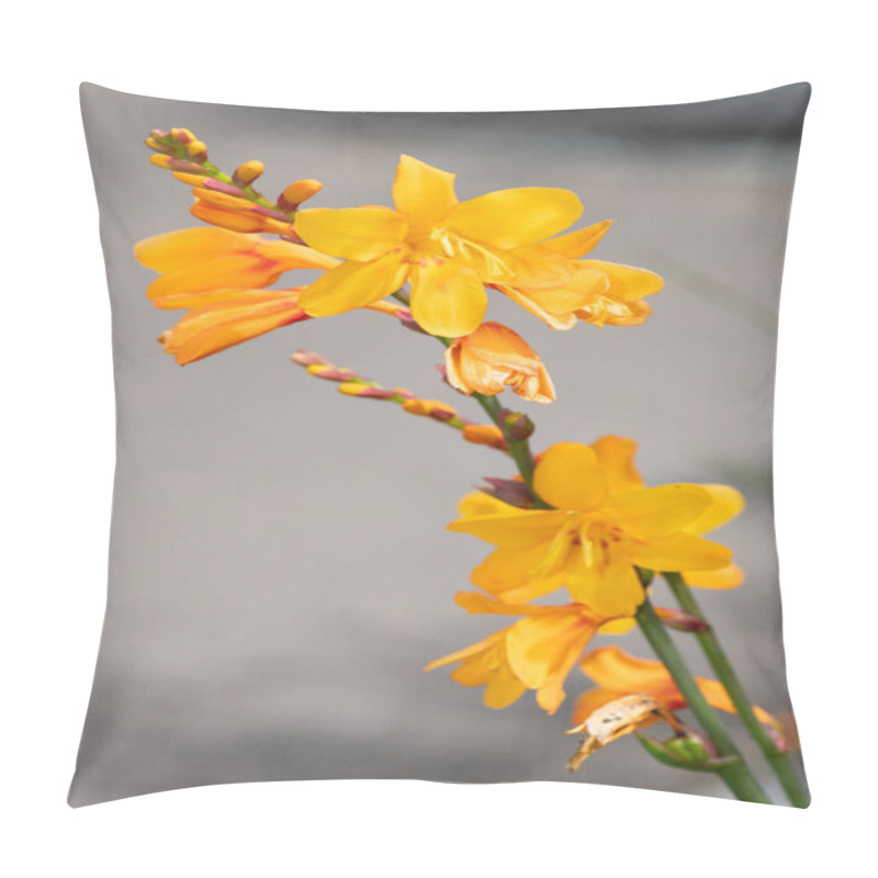 Personality  Close Up Of Columbus Montbretia (crocosmia X Crocosmiiflora) Flowers In Bloom Pillow Covers