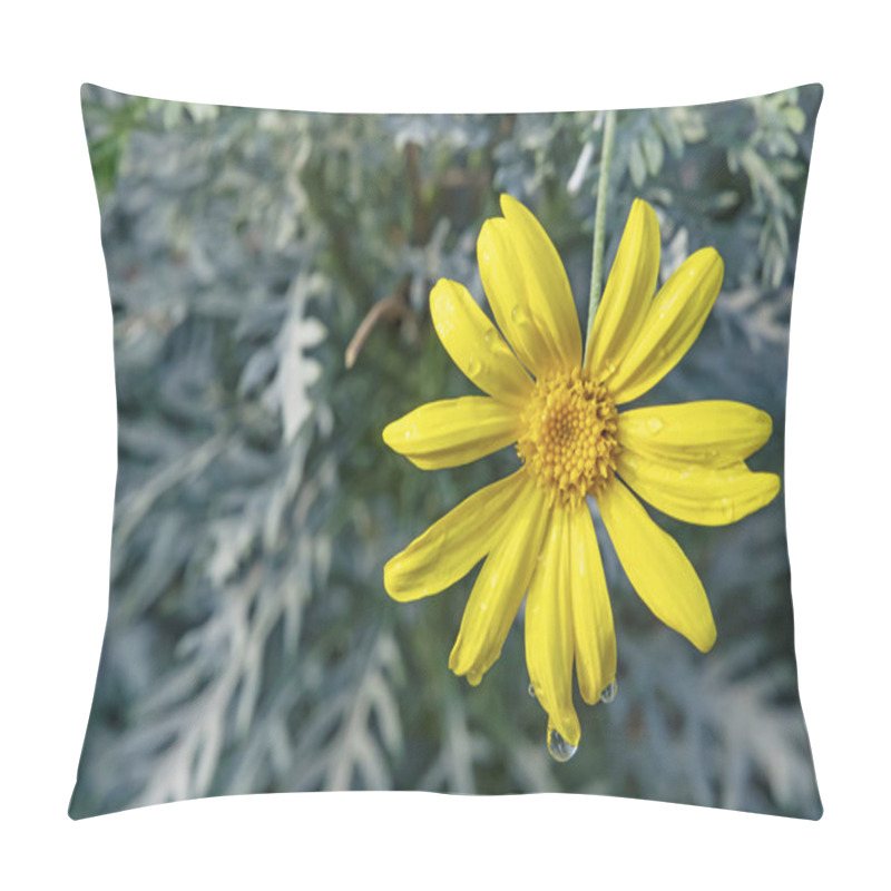 Personality  Close Up Yellow Narrow-leaves Ragwort Flower In Nature Pillow Covers