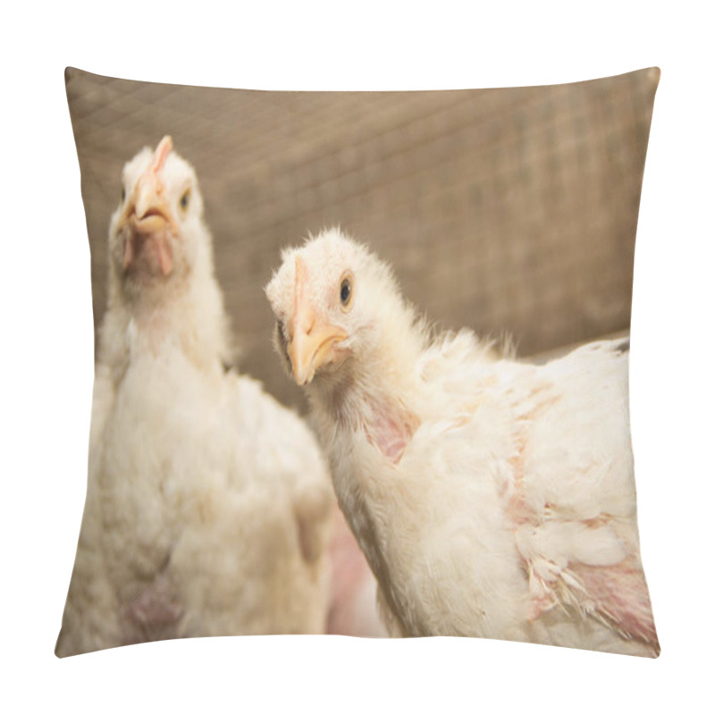 Personality  White Chickens In A Cage At The Poultry Farm.Industrial Production Of Meat And Eggs Pillow Covers