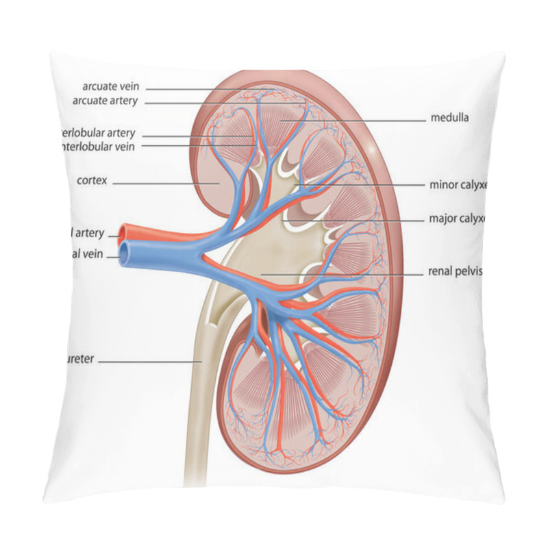 Personality  Human Kidney Internal Structure Cross-section Realistic Illustration Pillow Covers