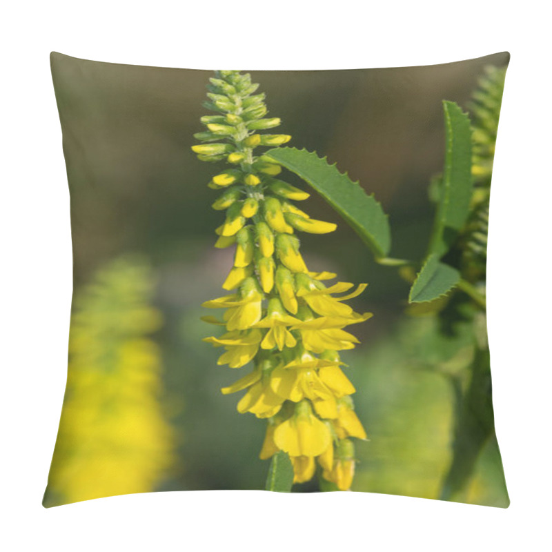 Personality  Close Up Of Sweet Yellow Clover (melilotus Officinalis) Flowers In Bloom Pillow Covers