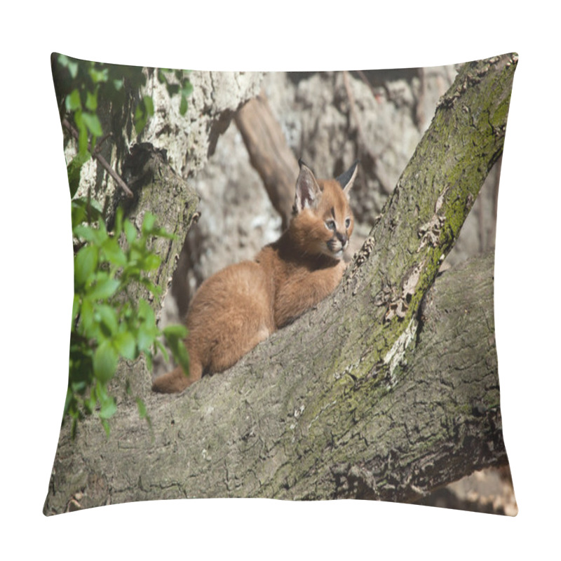 Personality  Caracal (Caracal Caracal).  Pillow Covers