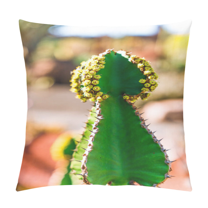 Personality  Flowering Cactus Plant, Lanzarote, Canary Islands Pillow Covers