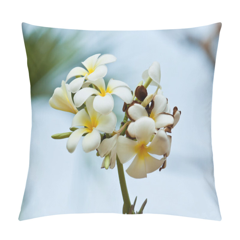 Personality  Frangipani,Plumeria Flowers Pillow Covers