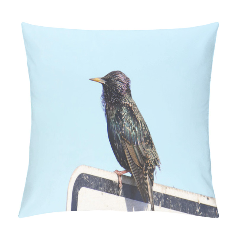 Personality  European Starling (breeding) (sturnus Vulgaris) Pillow Covers