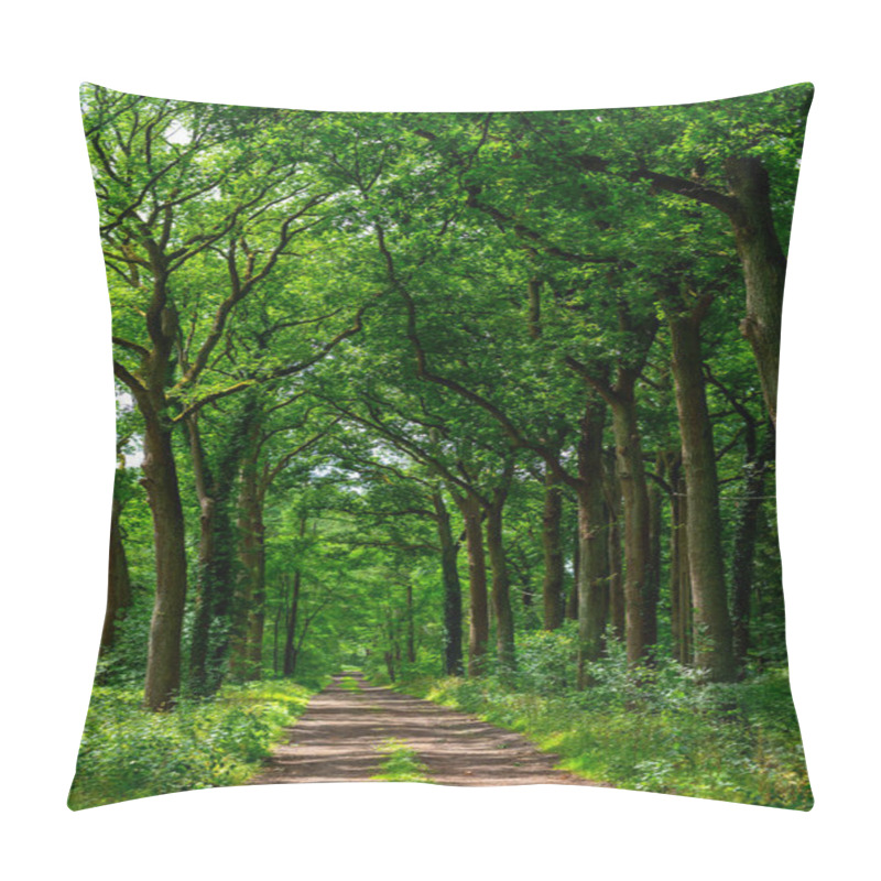 Personality  Summer Hiking In Old Oak Forest With Large Green Trees Pillow Covers