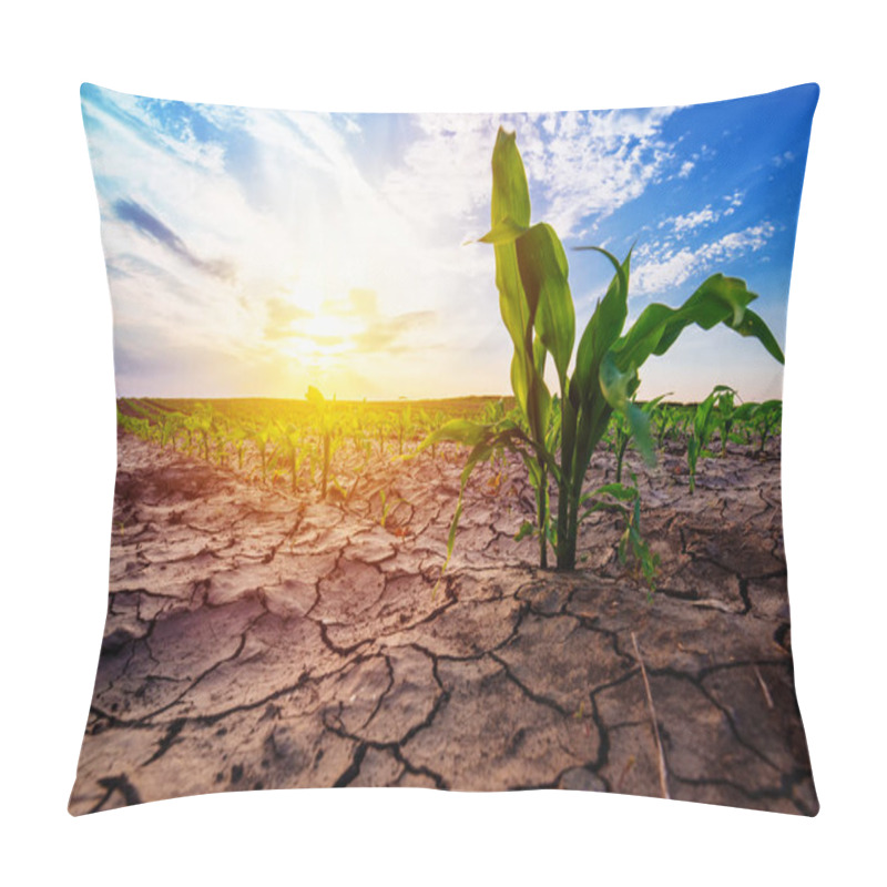 Personality  Young Corn Growing In Dry Environment Pillow Covers