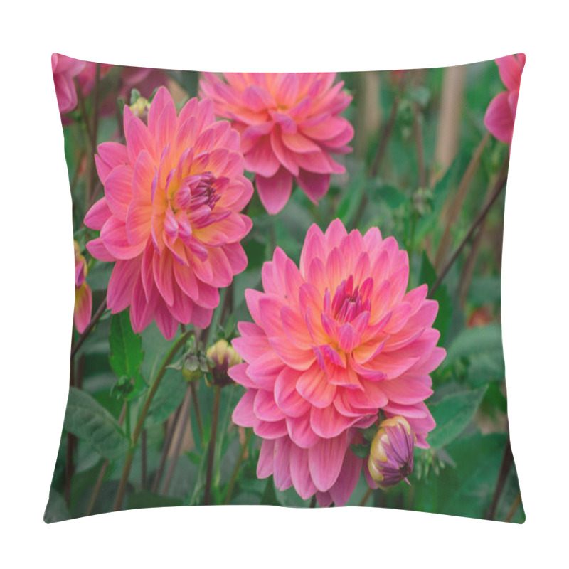 Personality   Dahlia Flowers With Floral Background In A Sunny Day. Pillow Covers