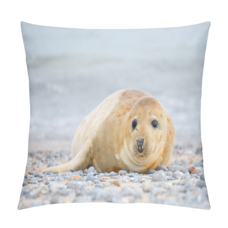 Personality  Young Atlantic Grey Seal Portrait Pillow Covers